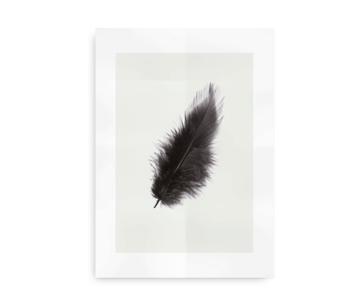 Black Swan - plakat med sort fjer