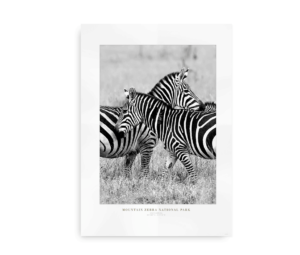 Sort-hvid plakat med to zebraer, der står tæt sammen i Mountain Zebra National Park.