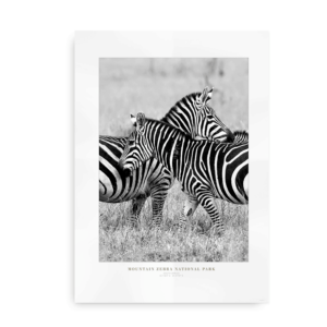 Zebra Love - Plakat med zebraer