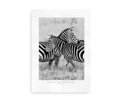 Zebra Love - Plakat med zebraer