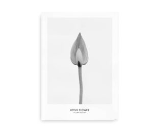 Plakat med en sort-hvid illustration af en lotusblomst i minimalistisk og elegant design.
