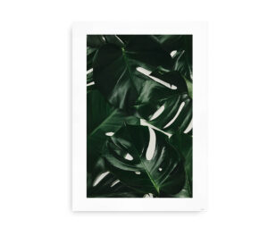 Plakat med et detaljeret fotografi af mørkegrønne Monstera-blade i et tropisk og minimalistisk design.