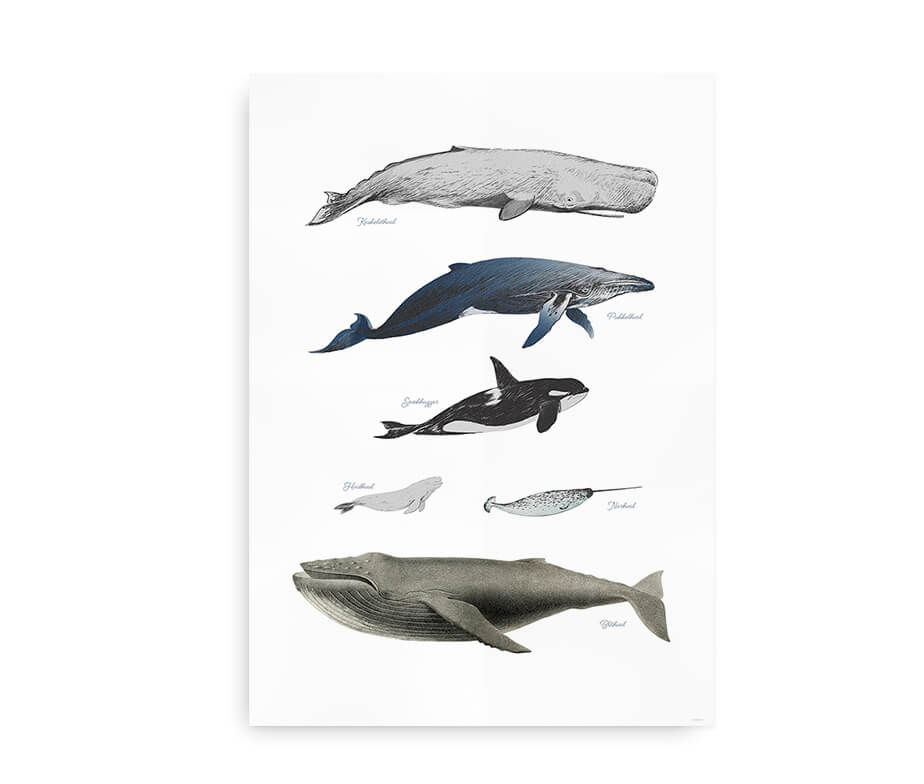 polet amerikansk dollar hvis Plakat med illustrationer af hvaler