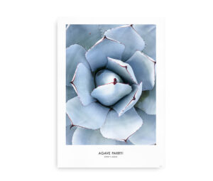 Agave Parriy - Plakat med nærbillede af en Agave Parryi plante med blågrå blade og røde kanter.