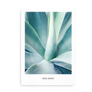 Blue Agave - fotokunstplakat med agave