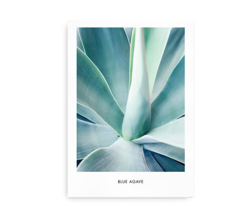 Blue Agave - fotokunstplakat med agave