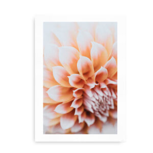 Dahlia Flower - foto plakat med dahlia blomst - pink