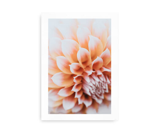 Dahlia Flower - foto plakat med dahlia blomst - pink