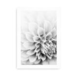 Dahlia Flower - foto plakat med dahlia blomst - sort hvid