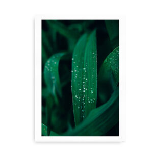 Dewy Green Leaves - fotokunstplakat med blade