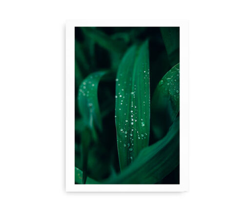 Dewy Green Leaves - fotokunstplakat med blade