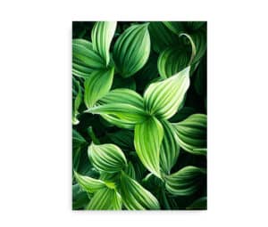 Green Plant Leaves - Plakat med et nærbillede af grønne blade i et botanisk og naturligt design.
