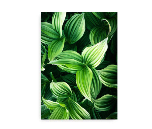 Green Plant Leaves - fotokunst plakat blade