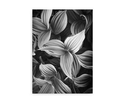 Green Plant Leaves - fotokunst plakat blade - sort hvid
