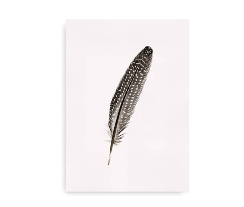 Guinea Feather - fotokunstplakat med fjer