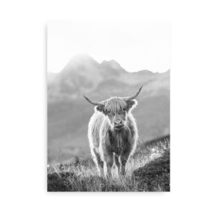 Highland Cow - fotokunst plakat