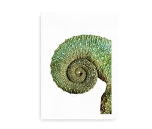 Jackson's horned chameleon - Plakat med nærbillede af en Jacksons hornkamæleons spiralformede hale i grønne og gule nuancer.