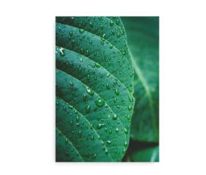 Rainy Jungle Leaf - Plakat med tæt fokus på et grønt blad dekoreret med vanddråber.