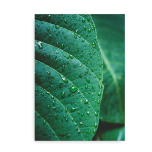 Rainy Jungle Leaf - fotokunst plakat med grønt blad
