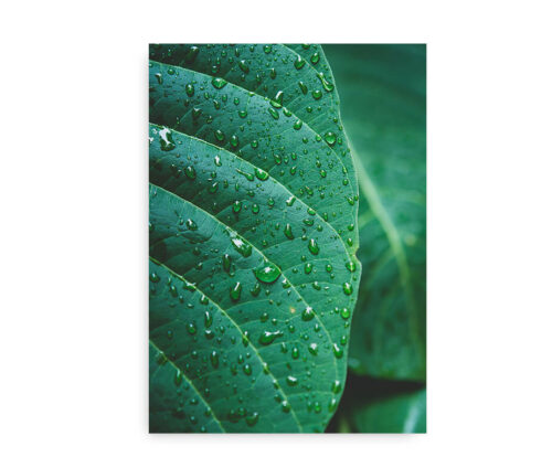 Rainy Jungle Leaf - fotokunst plakat med grønt blad
