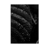 Rainy Jungle Leaf - fotokunst plakat med sort blad