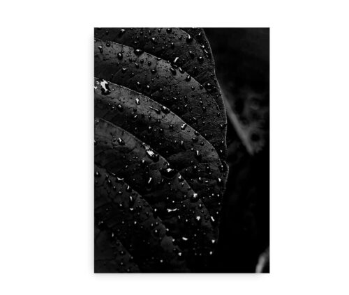 Rainy Jungle Leaf - fotokunst plakat med sort blad