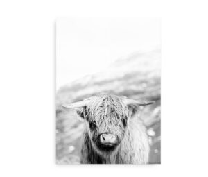Sort-hvid plakat med et nærbillede af højlandskvæg, der står foran en sløret baggrund.
