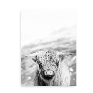 Scottish Highland Cow - fotoplakat af højlandsko
