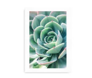 Plakat med nærbillede af en Echeveria plante med grønne blade og rosa spidser.