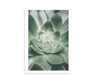 Succulent - Plakat med en grøn plante med symmetriske blade.