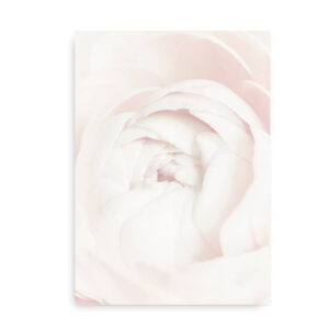 White Ranunculus - fotografi plakat blomst - lyserød