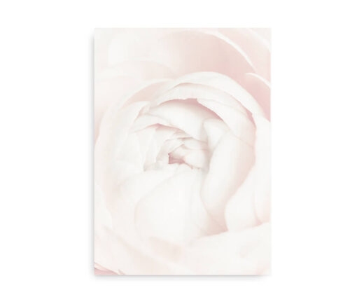 White Ranunculus - fotografi plakat blomst - lyserød