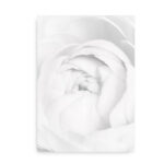 White Ranunculus - fotografi plakat blomst - sort hvid