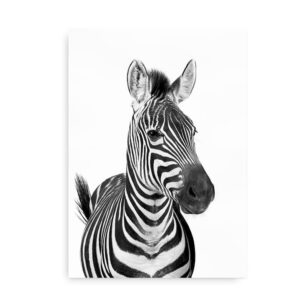 Zebra - fotokunst