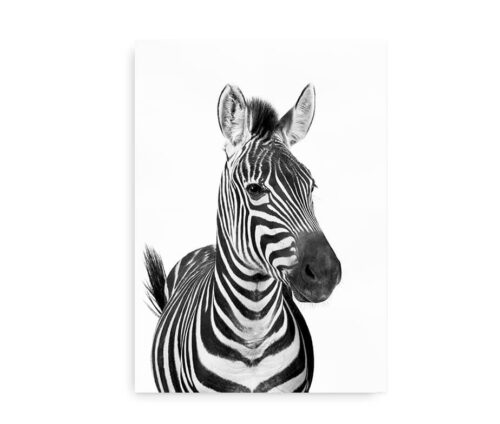 Zebra - fotokunst