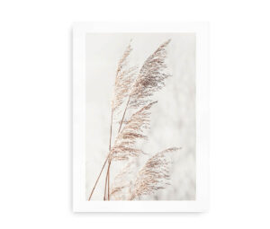 Plakat med nærbillede af pampasgræs mod en lys, sløret baggrund.
