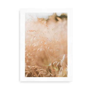Reed Stalks in the Sun - fotoplakat med græs