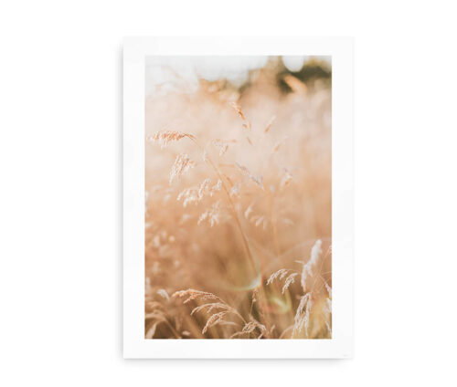 Reed Stalks in the Sun - fotoplakat med græs