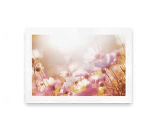 Plakat med nærbillede af blomster i pink og hvide nuancer oplyst af varmt sollys.