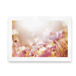 Daisies in the Sun - fotoplakat med blomstereng