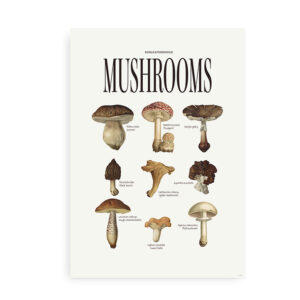 Mushrooms - Plakat med svampe