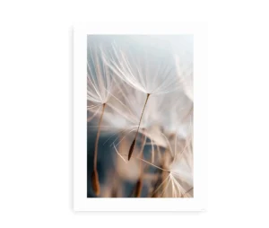 Nærbillede af en plakat med mælkebøttefrø i sarte nuancer af beige og hvid.