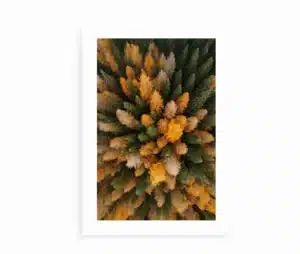 Plakat med gyldne og grønne trækroner, set ovenfra.