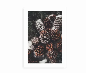 Plakat med frostklædte kogler og grangrene