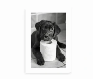 Sort-hvid plakat med en Black Labrador-hvalp og toiletrulle på gulvet.