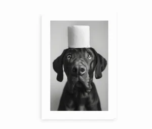 Sort-hvid plakat med Grand Danois og toiletpapir på hovedet, fotograferet tæt på.