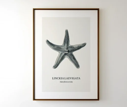 Plakat med søstjerne i elegant ramme på hvid væg.