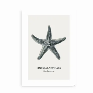Søstjerne plakat med teksten "Linckia Laevigata".