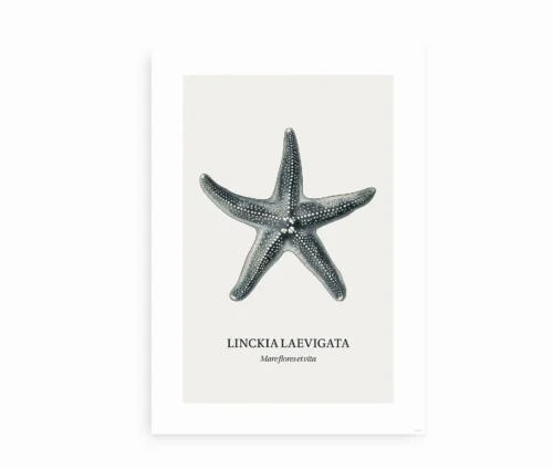Søstjerne plakat med teksten "Linckia Laevigata".