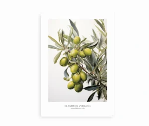 Plakat med illustration af olivengrene med grønne oliven.